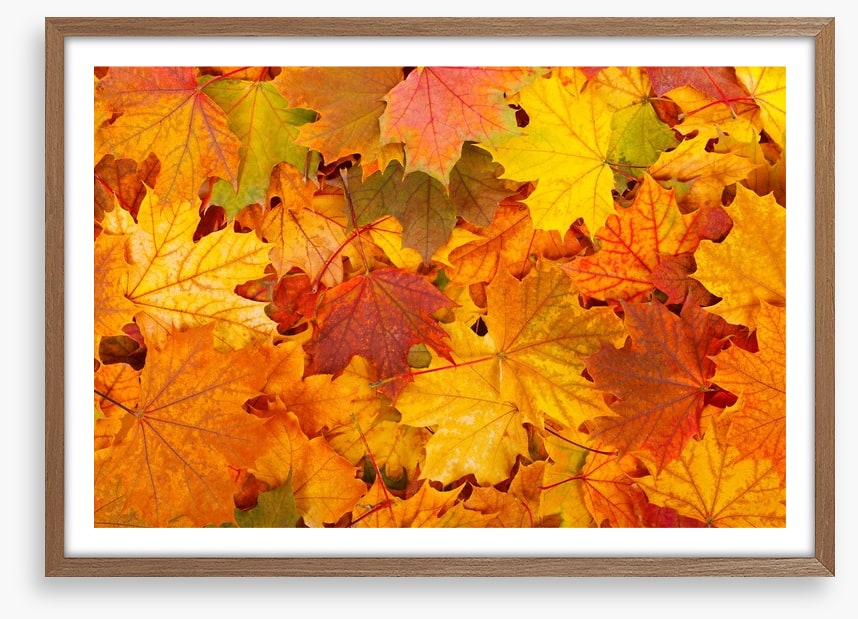 Autumn leaves