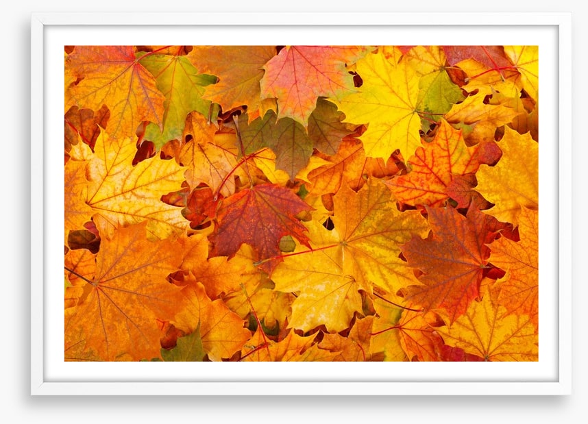 Autumn leaves
