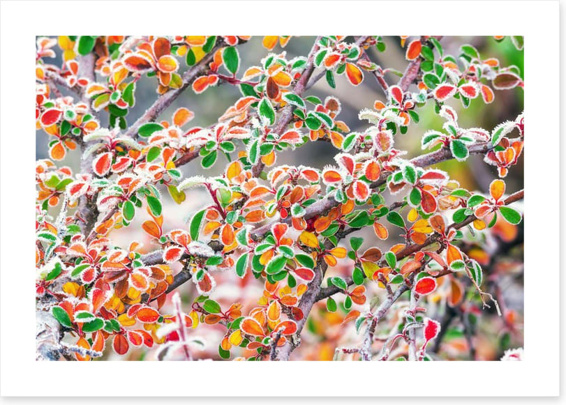 Frosty fall foliage