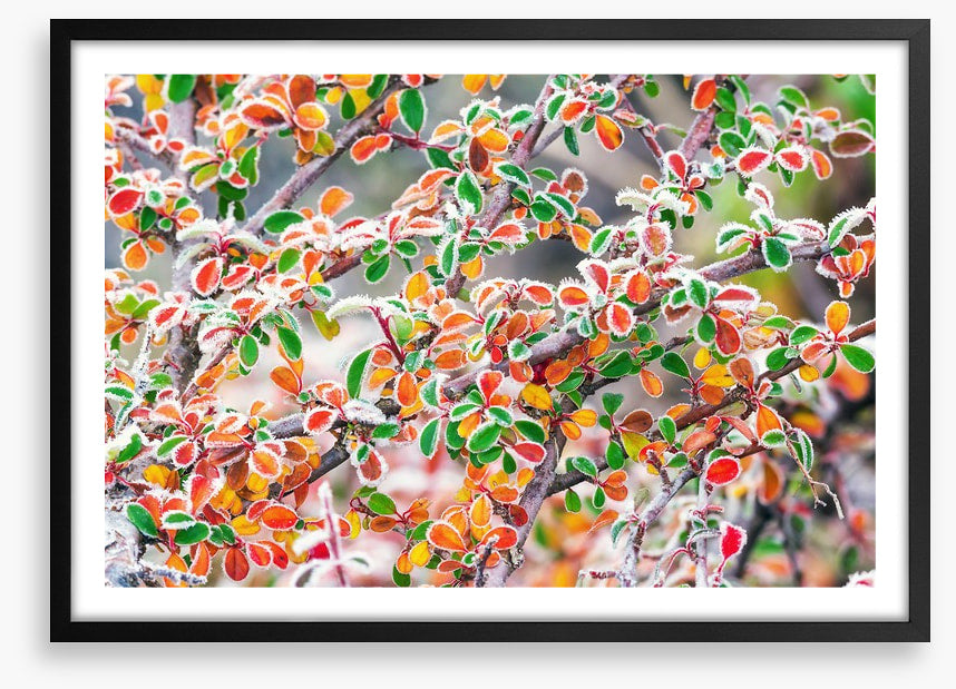 Frosty fall foliage