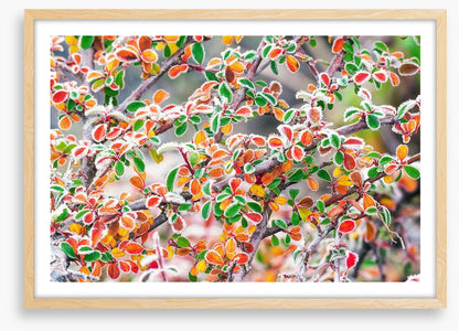Frosty fall foliage