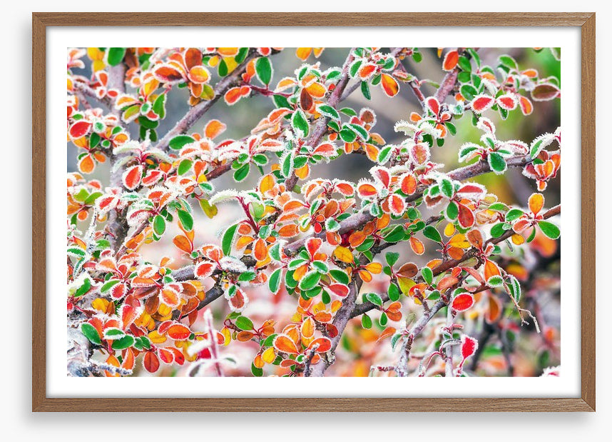 Frosty fall foliage