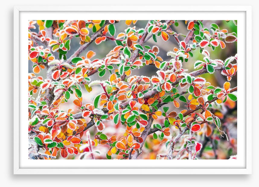 Frosty fall foliage