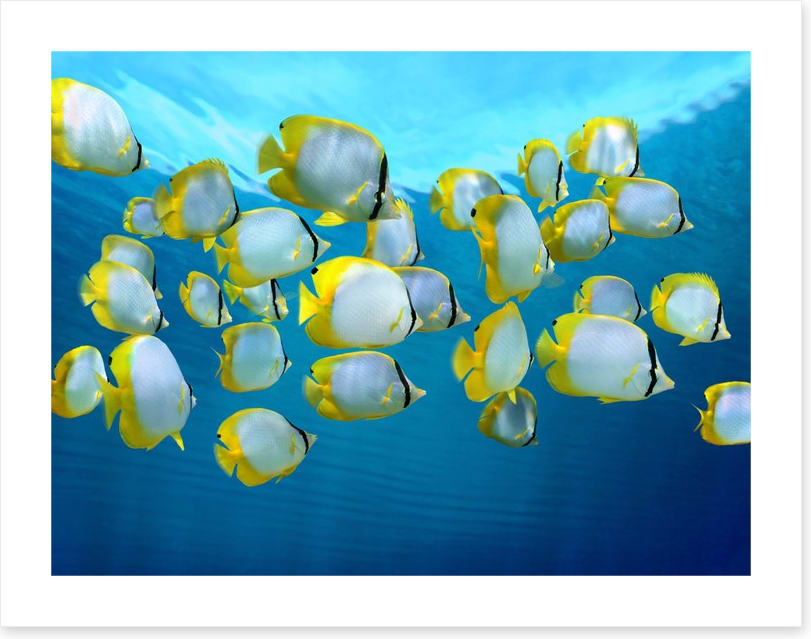 Fish / Aquatic
