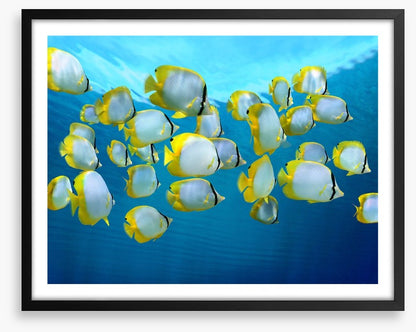 Fish / Aquatic