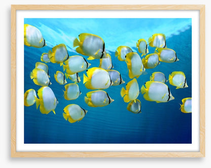 Fish / Aquatic