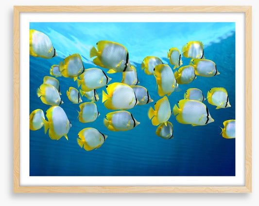 Fish / Aquatic