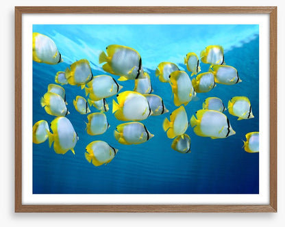 Fish / Aquatic