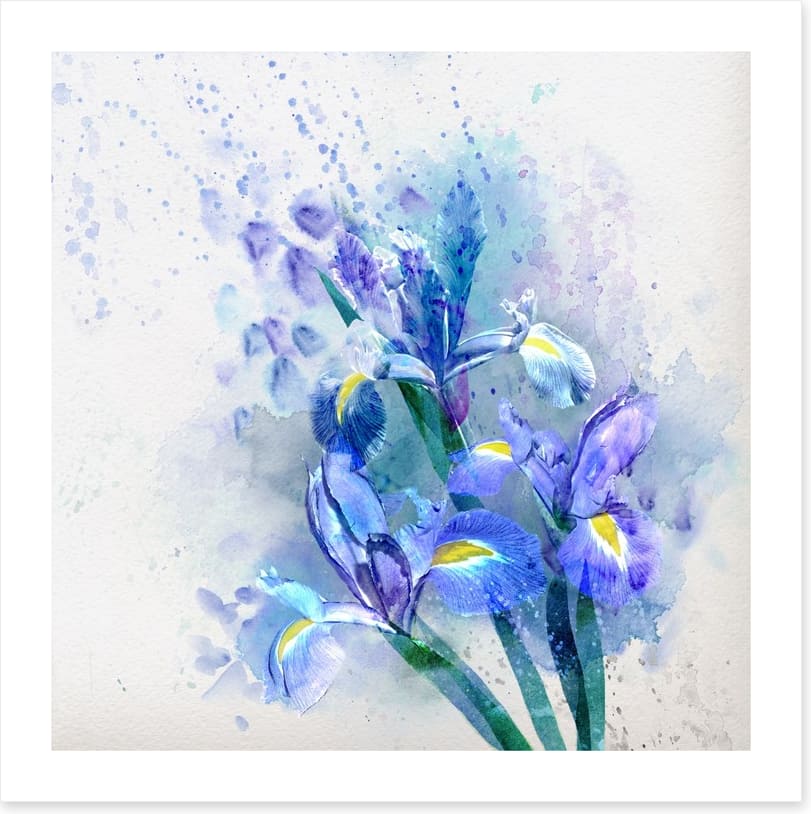 Watercolor iris