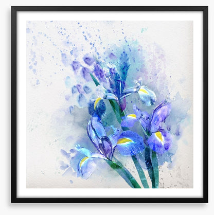Watercolor iris