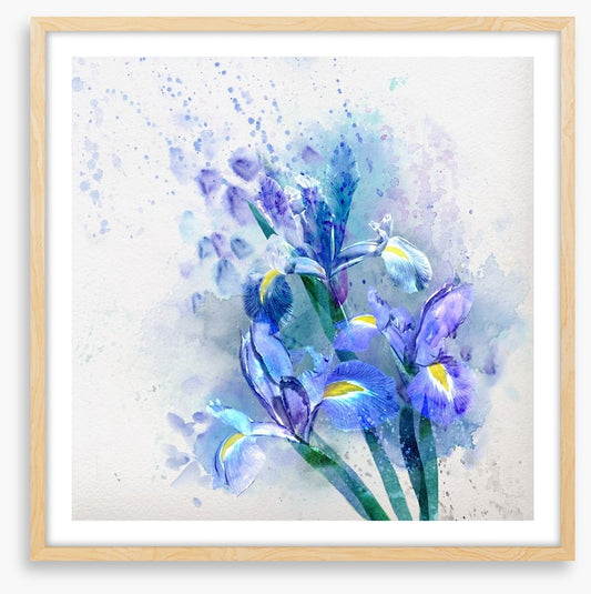 Watercolor iris