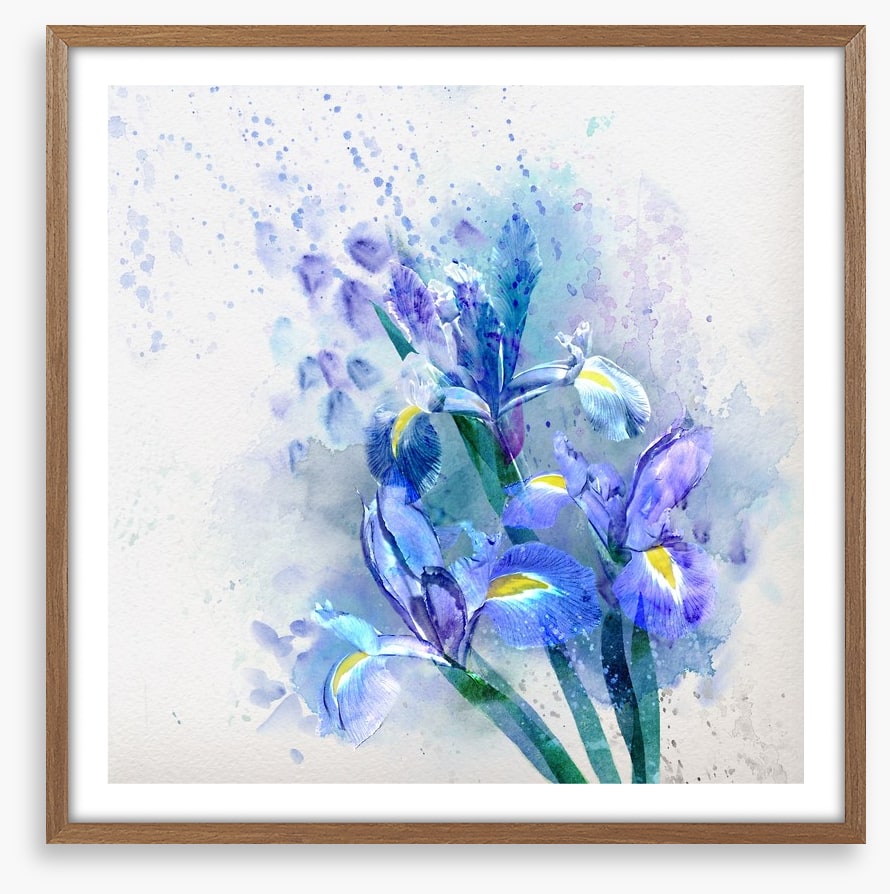 Watercolor iris