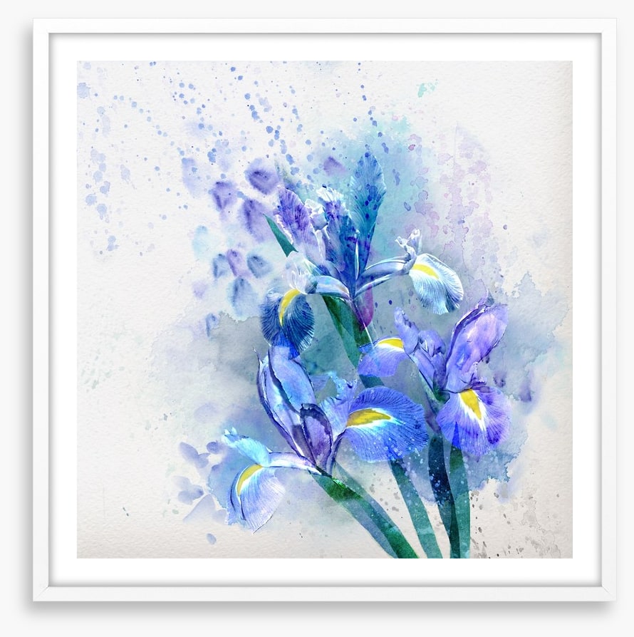 Watercolor iris