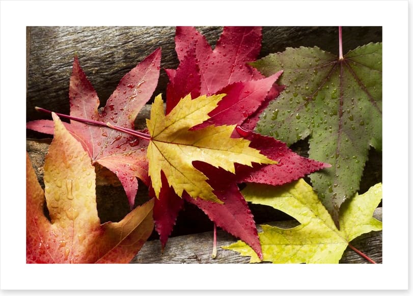 Autumn leaves and raindrops