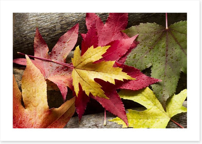 Autumn leaves and raindrops