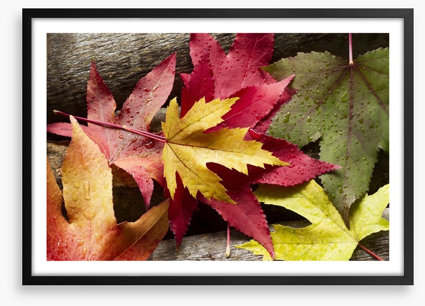 Autumn leaves and raindrops