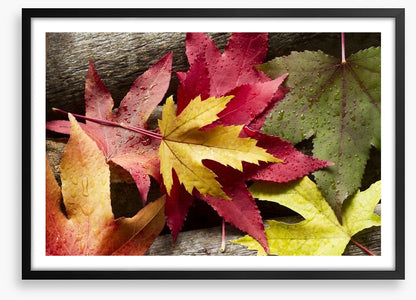 Autumn leaves and raindrops