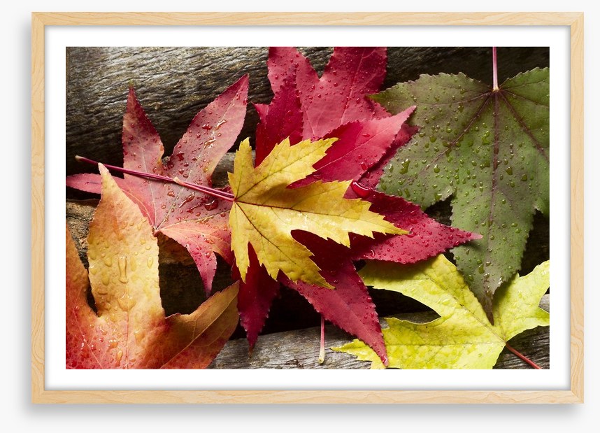 Autumn leaves and raindrops