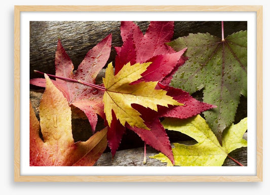 Autumn leaves and raindrops