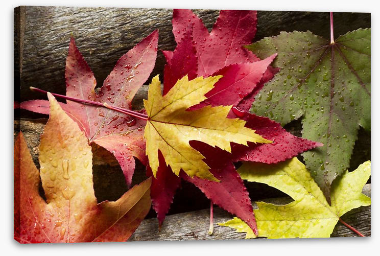 Autumn leaves and raindrops