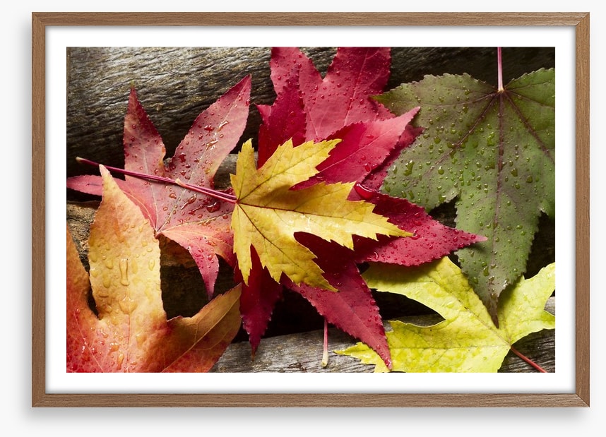 Autumn leaves and raindrops