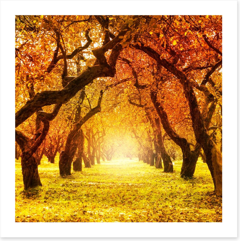 Autumn tree tunnel