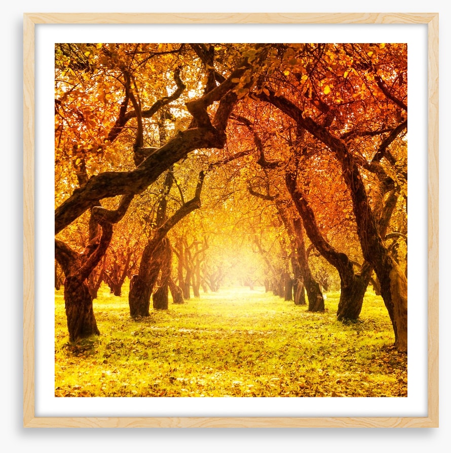 Autumn tree tunnel
