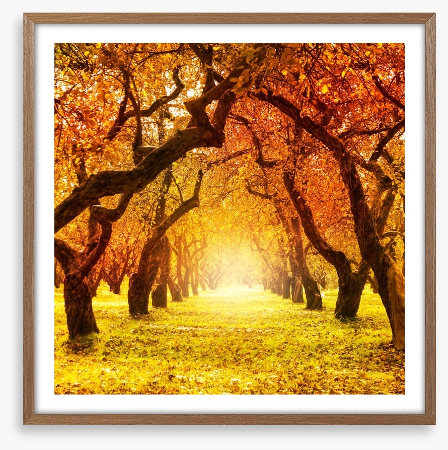 Autumn tree tunnel