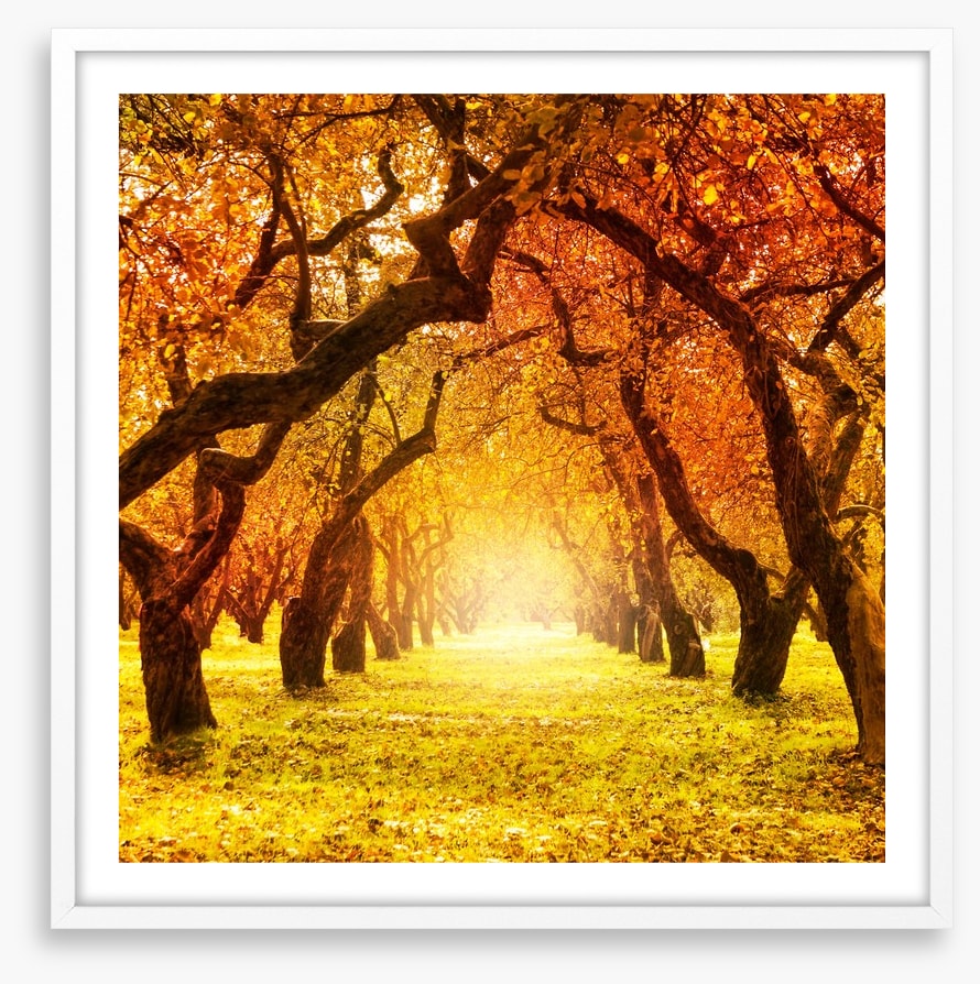 Autumn tree tunnel