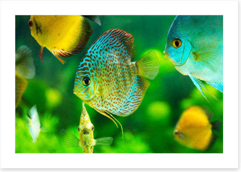 Fish / Aquatic