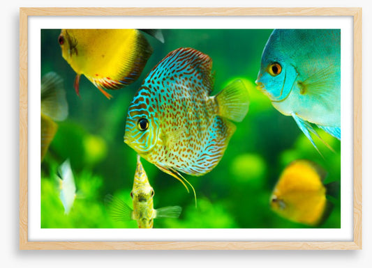 Fish / Aquatic