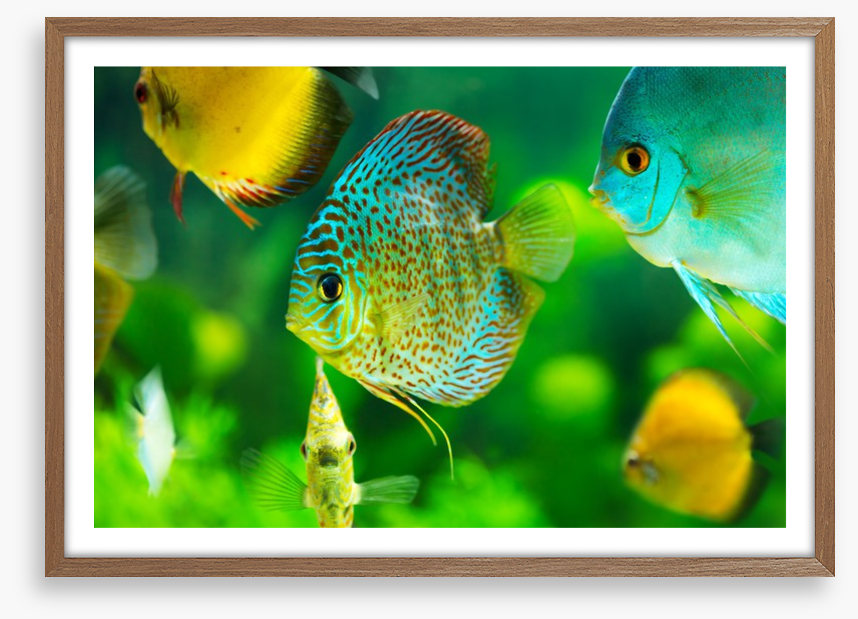 Fish / Aquatic