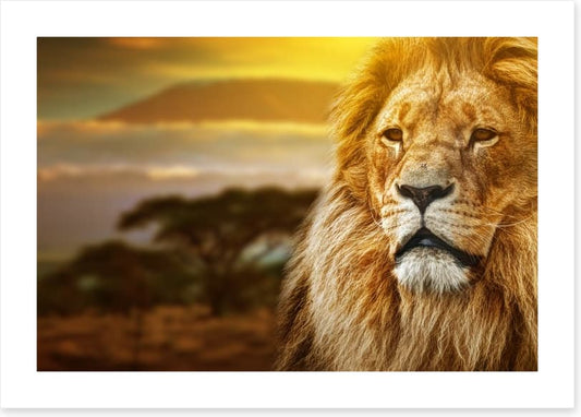 Mount Kilimanjaro lion