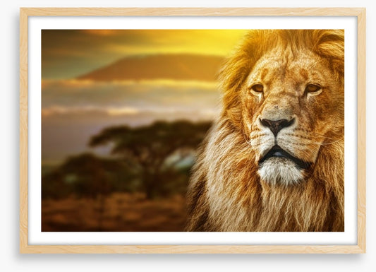 Mount Kilimanjaro lion