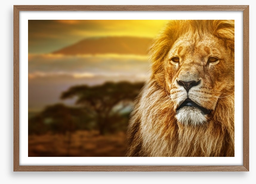 Mount Kilimanjaro lion