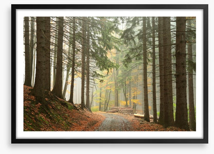 Path through the conifers