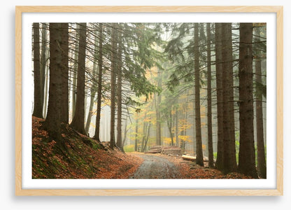 Path through the conifers