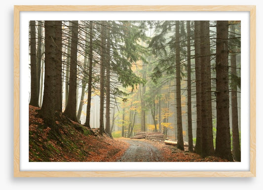 Path through the conifers