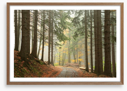 Path through the conifers