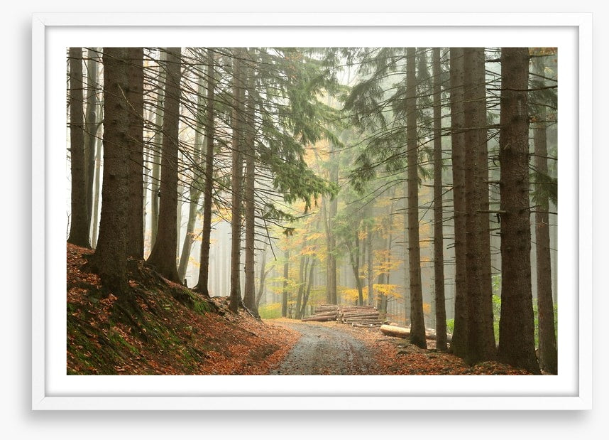 Path through the conifers