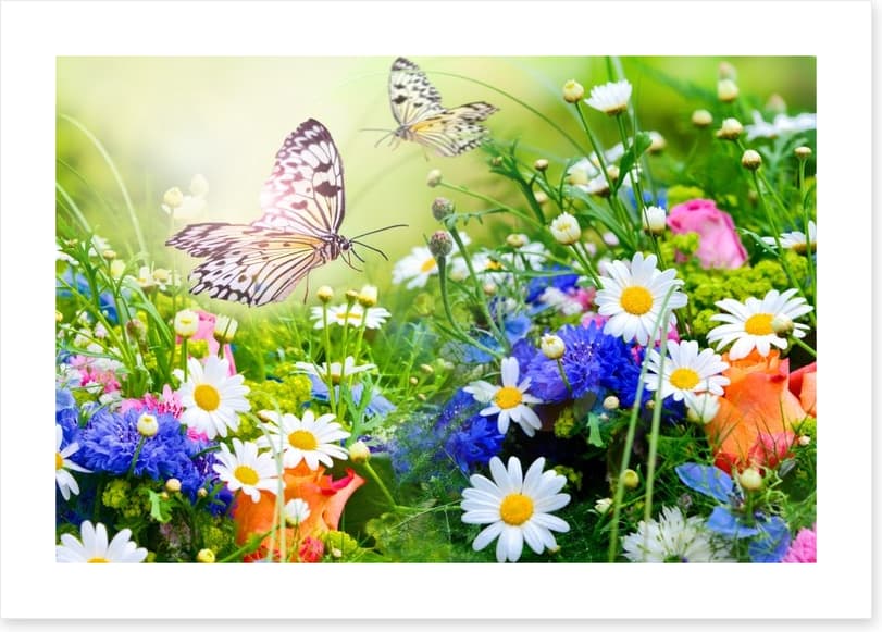 Butterfly paradise