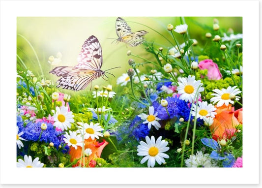 Butterfly paradise