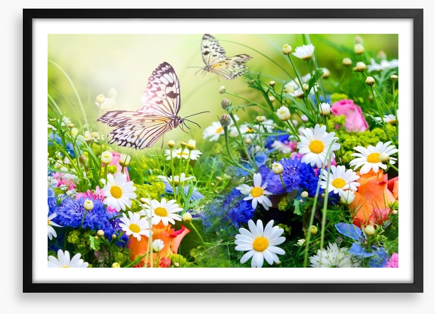Butterfly paradise