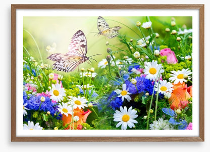 Butterfly paradise