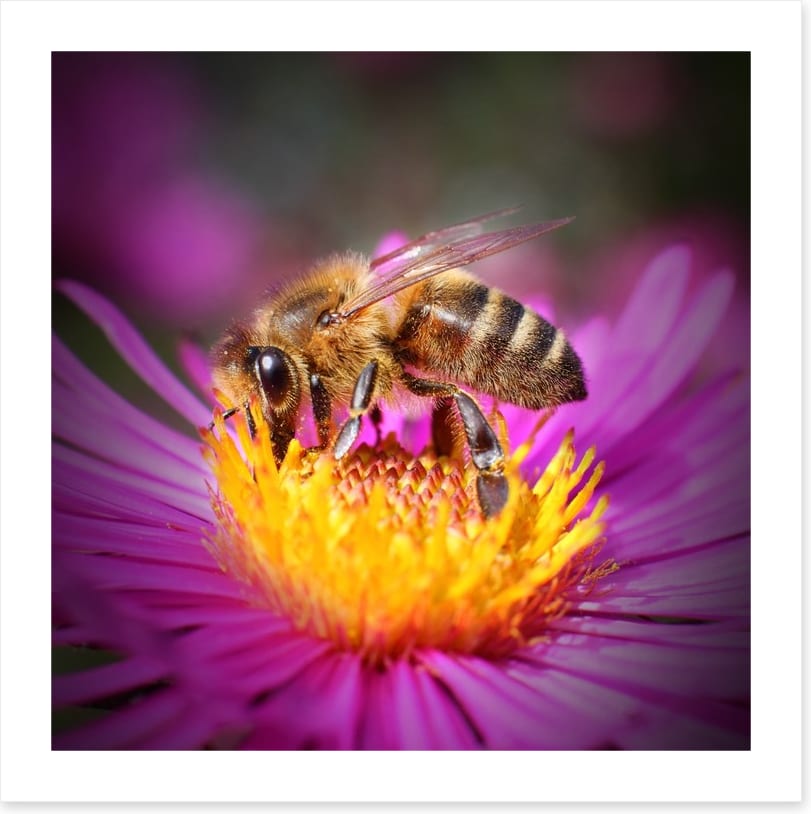 Insects