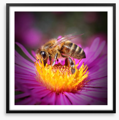 Insects