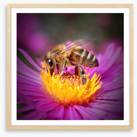 Insects