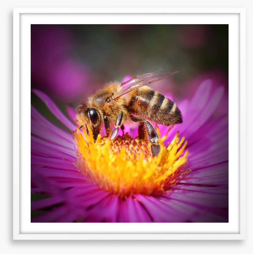 Insects