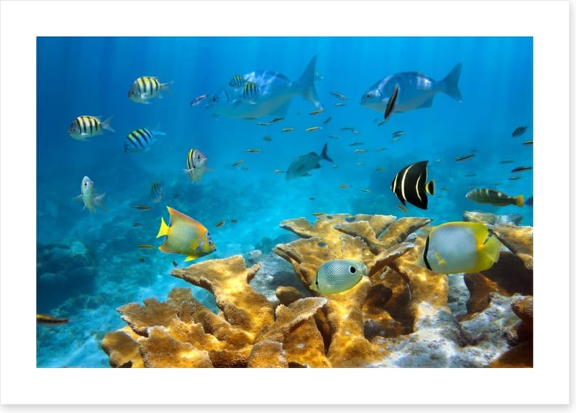 Elkhorn coral life