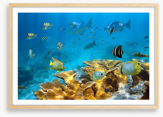 Elkhorn coral life